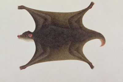 Koolong (Malay) Lemur, Macanee, aus Zeichnungen von Tieren, Insekten und Reptilien von Malakka, ca. 1805-18 von Chinese School